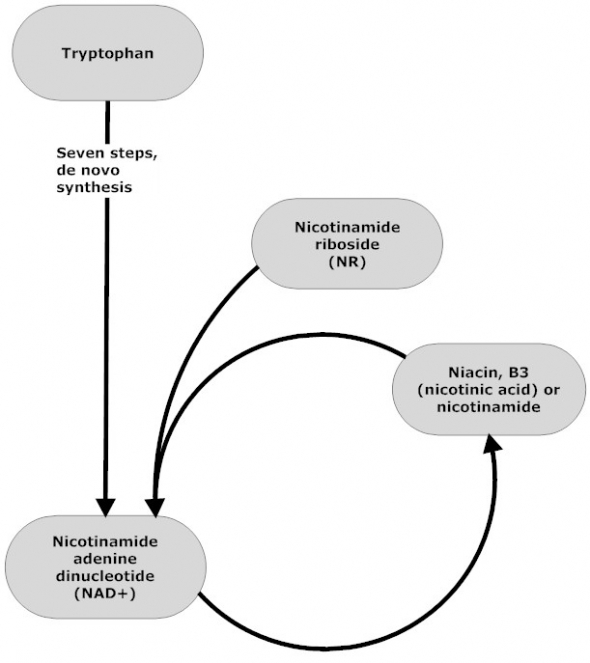 Nicitinamide Ring