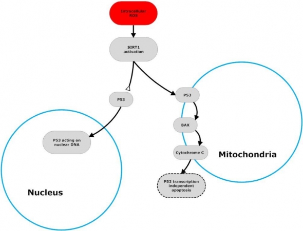 Resveratrol Mitochondria Chart