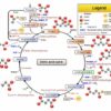 Krebs Cycle