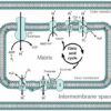 Mitochondrial Oxidative Phosphorylation (Electron Transport Chain)