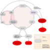 Beyond the Mitochondrial Tune Up: Part III A vicious cycle drives mitochondrial decay in aging